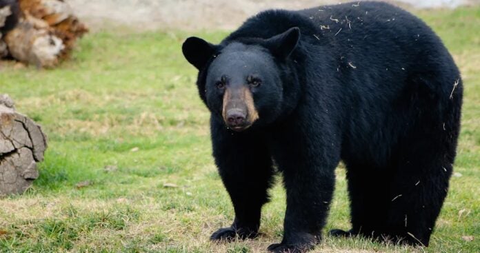 Oso negro