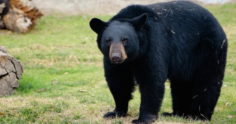 Oso negro