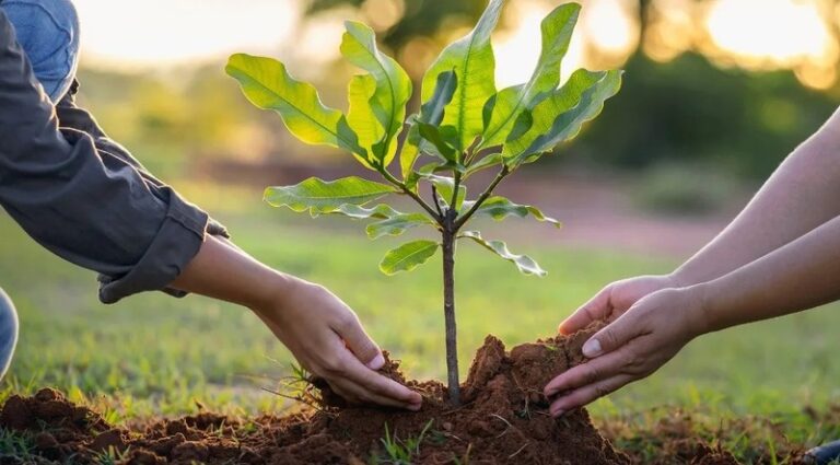 Honduras celebra el Día del Árbol