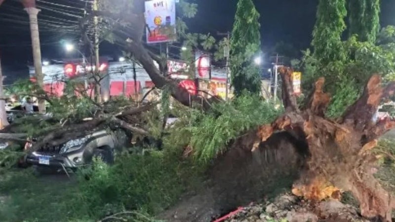Las últimas tormentas que azotaron SPS, cedieron más de 60 árboles. En la gráfica, un enorme árbol que cayó sobre dos vehículos en el barrio Morazán, el pasado 5 de febrero de este año.