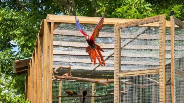 Liberación de guacamayas en Copán