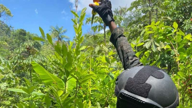 Hoja de coca en Biósfera del Río Plátano