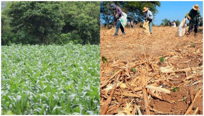 Tragedia agroalimentaria en Honduras