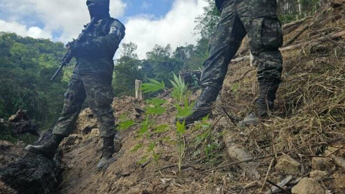 Plantas de marihuana en Colón