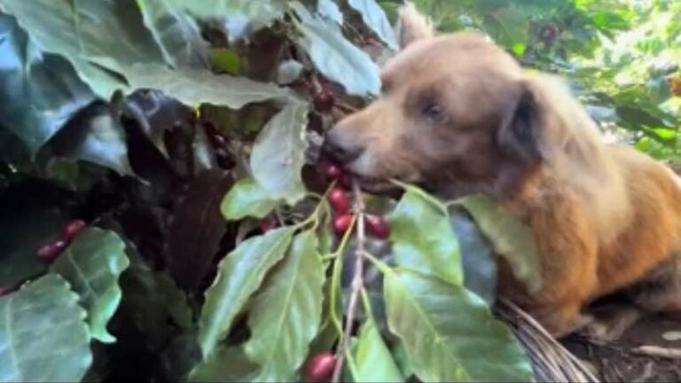 Perrito que corta café