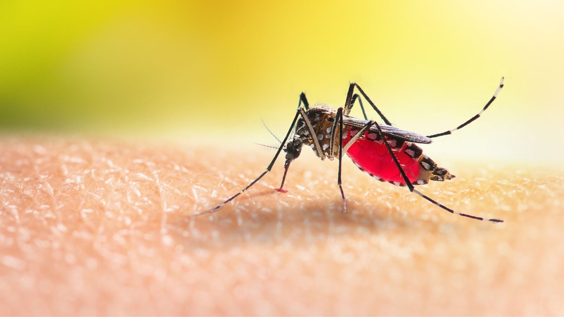 Dengue en aumento en Europa