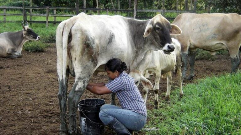 reduce producción de leche