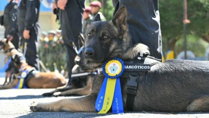 Ecuador condecora a perros detectores de droga, armas y explosivos