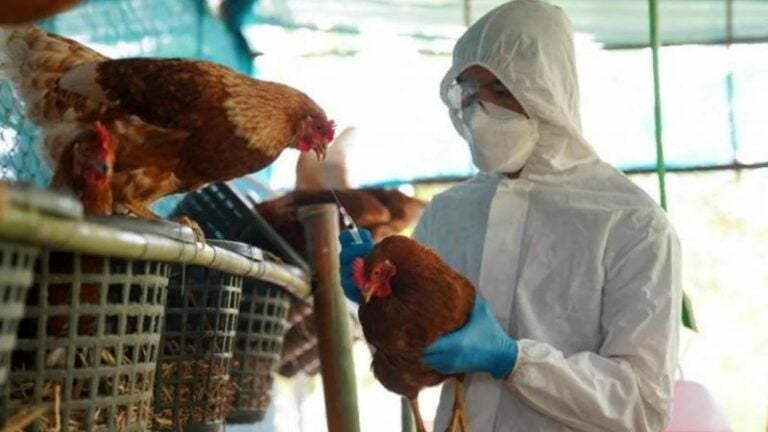 México registra la primera muerte por gripe aviar A H5N2 en el mundo: OMS