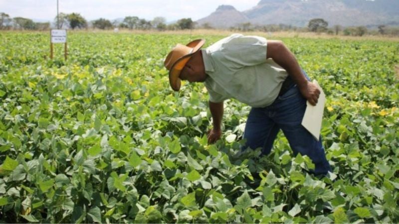 Productores prevén cosecha de primera tardía este año