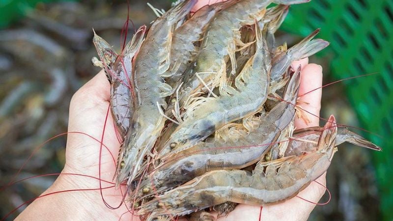exportación del camarón hondureño a China