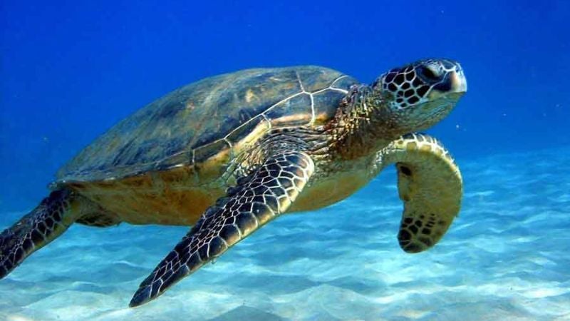 Honduras lidera esfuerzos para proteger las tortugas marinas