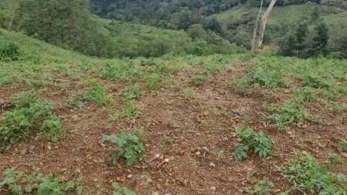 Lluvias arruinan producción de hortalizas en Ocotepeque