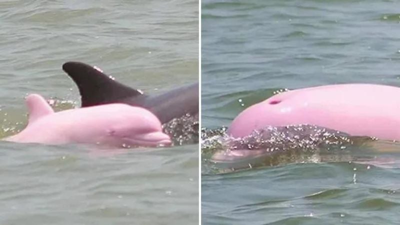 delfin rosado en playa