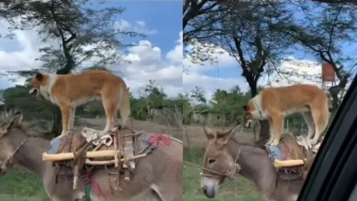 Tierno perrito se transporta a bordo de un burro