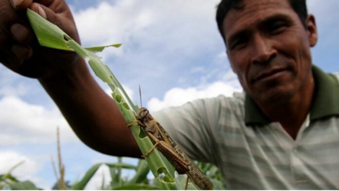 Plaga de langostas