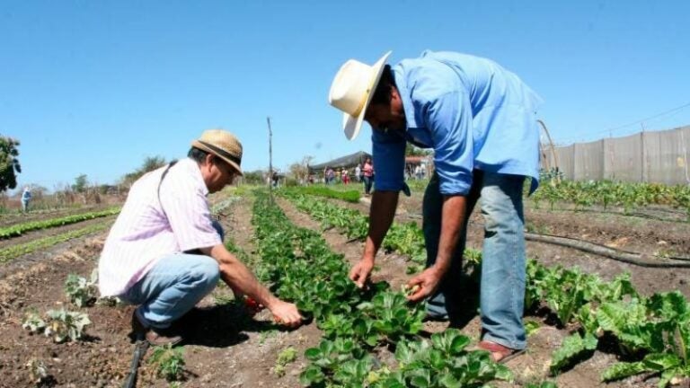 AMHON considera necesaria alianza con SAG por la seguridad alimentaria