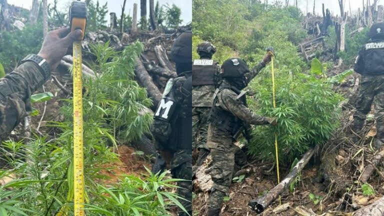 Aseguran 35 mil plantas de marihuana en Urraco, Atlántida