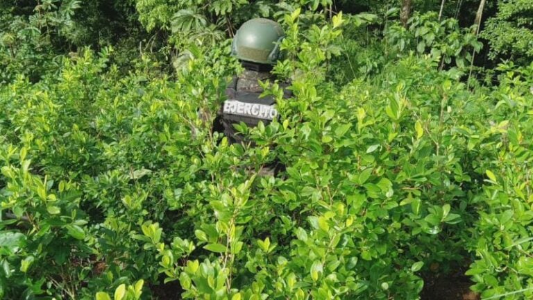 Aseguran 10 mil arbustos de hoja de coca en Olanchito, Yoro