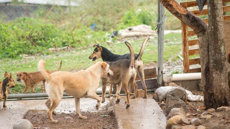 Piden ayuda para refugio de animales en Tegucigalpa tras tormenta