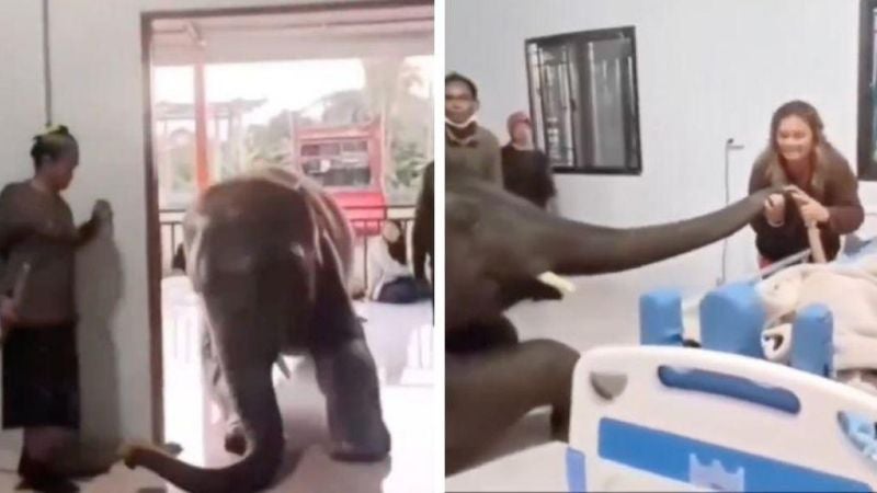 Elefante visita amigo en hospital
