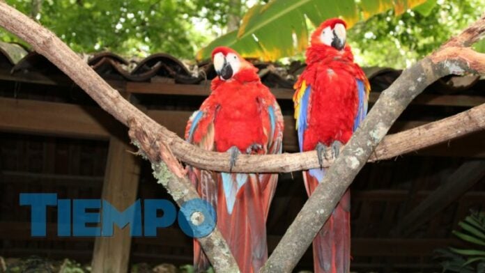 Liberan guacamayas Copán Ruinas