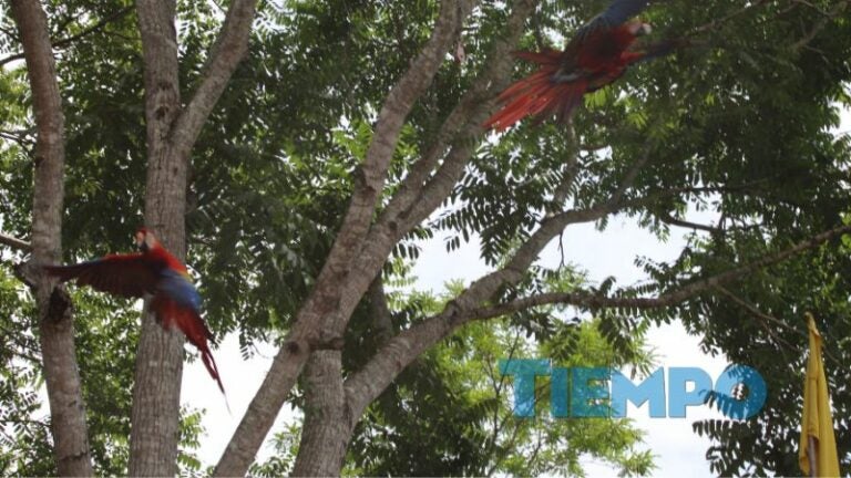 Liberan Guacamayas Copán Ruinas 2024