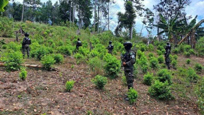 Plantaciones coca Atlántida