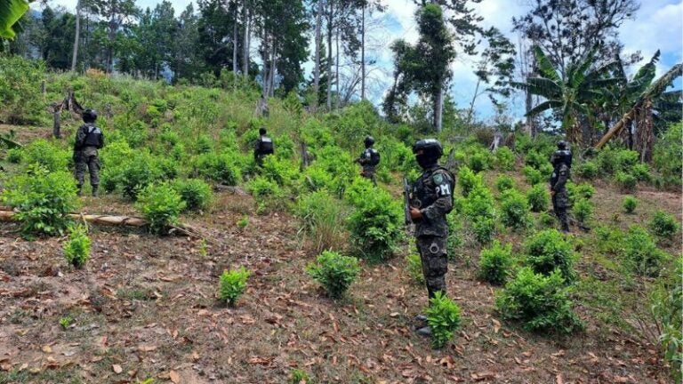 Plantaciones coca Atlántida