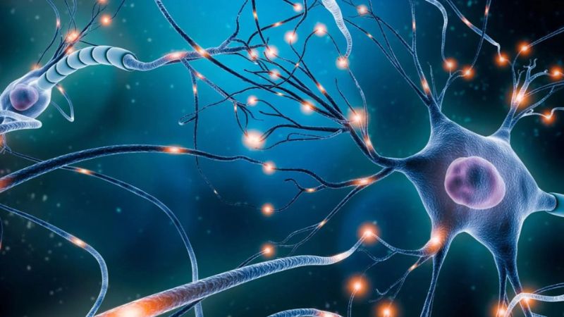 Un nuevo modelo de neuronas reales podría mejorar la IA