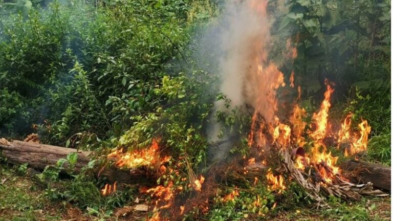 Erradican coca Palestina Olancho