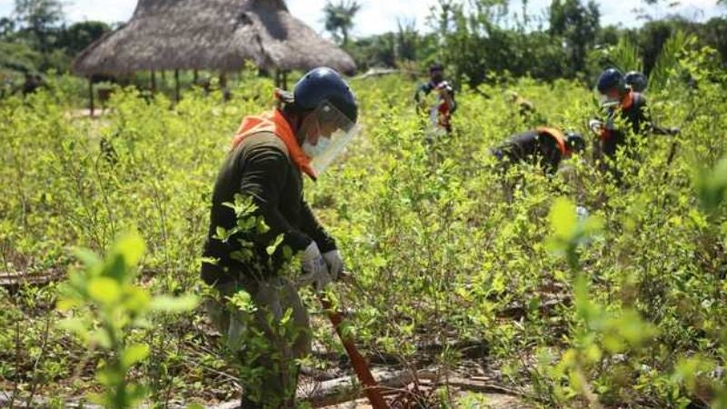 Perú erradica hectáreas coca