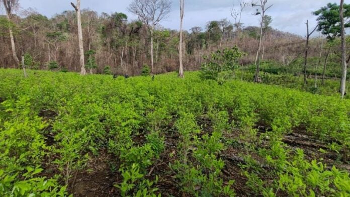 Arbustos coca río Coco