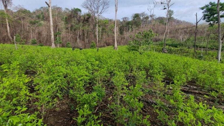 Arbustos coca río Coco