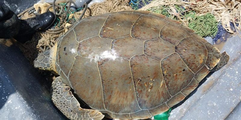 ICF libera una tortuga carey y otros animales rescatados en el norte y occidente de Honduras