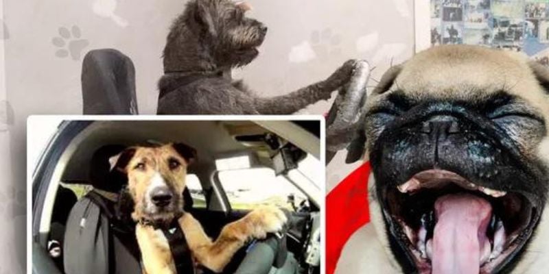 ¡Conductores perrones! Nueva Zelanda ofrece una escuela de manejo para perros
