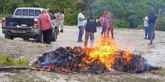 Incineran más de 800 libras de drogas en La Ceiba