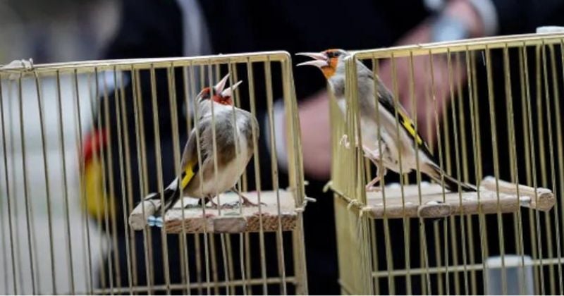 Pájaros cantando en concurso reúne a cientos de personas