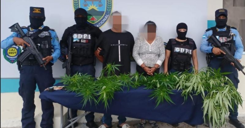 Detienen a pareja por cultivo y venta de supuesta droga en Copán