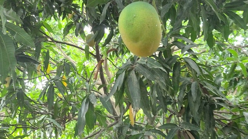 Hombre muere árbol mangos Olancho