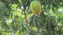 mangos-1-2