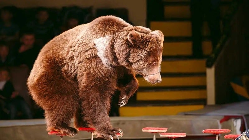 oso ataca a su entrenador circo en Rusia