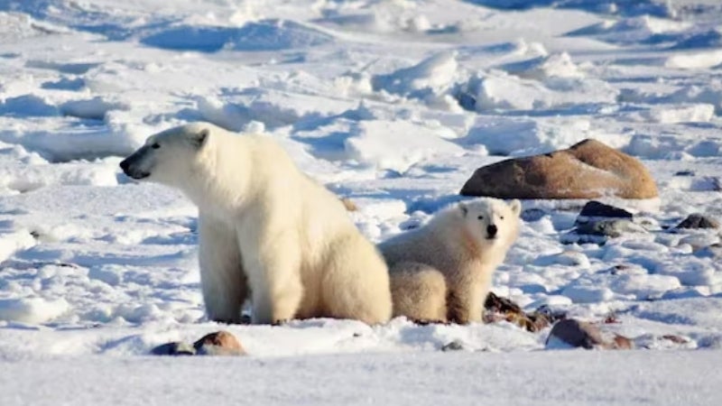 Un estudio advierte de la desaparición de osos polares en la Bahía de Hudson a causa del calor