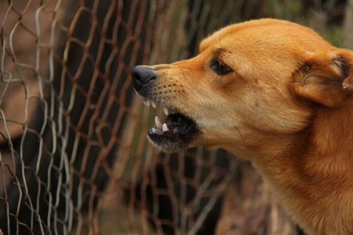 pelea de perros mujer muerta