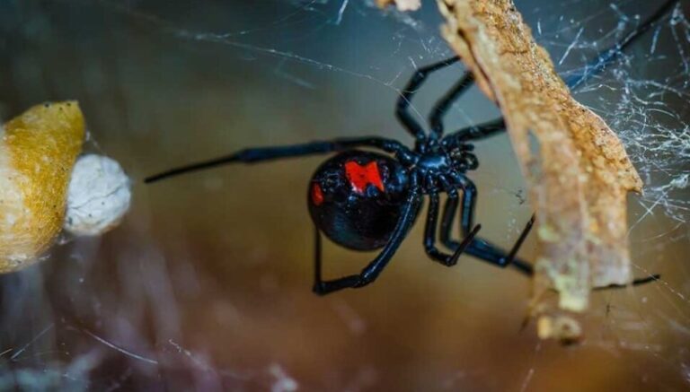 antídoto picadura viuda negra