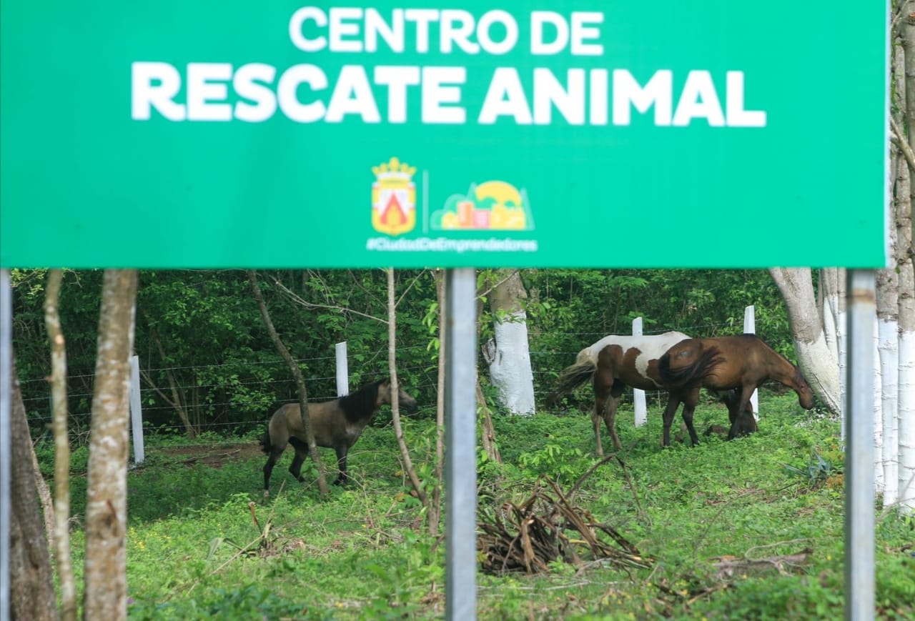 Caballos 