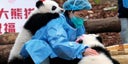 abrazador-de-pandas-3