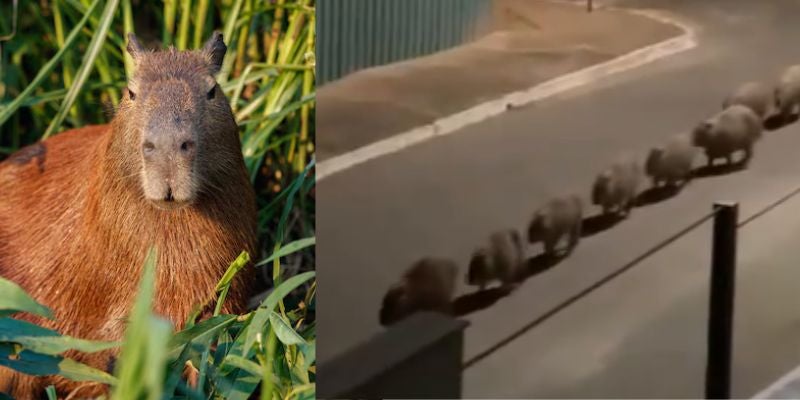¡Increíble! Manada de capibaras sorprende por su organización