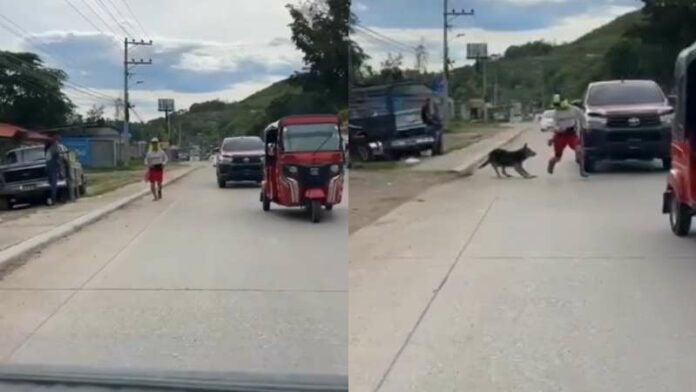 Perro asusta a Shin Fujiyama