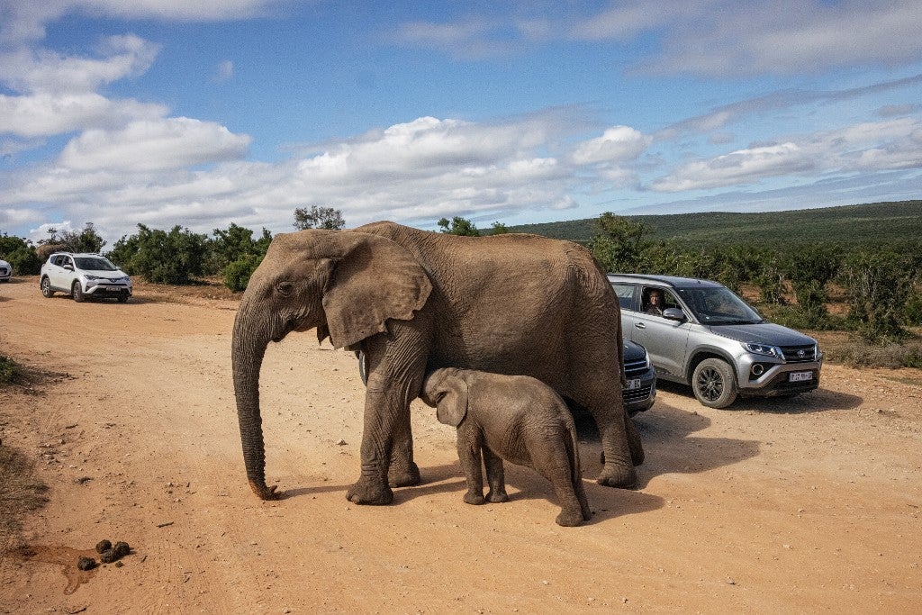 Turista español muere en Sudáfrica pisoteado por un elefante